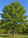 Quercus rubra