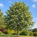 Sorbus aucuparia 'Wettra'