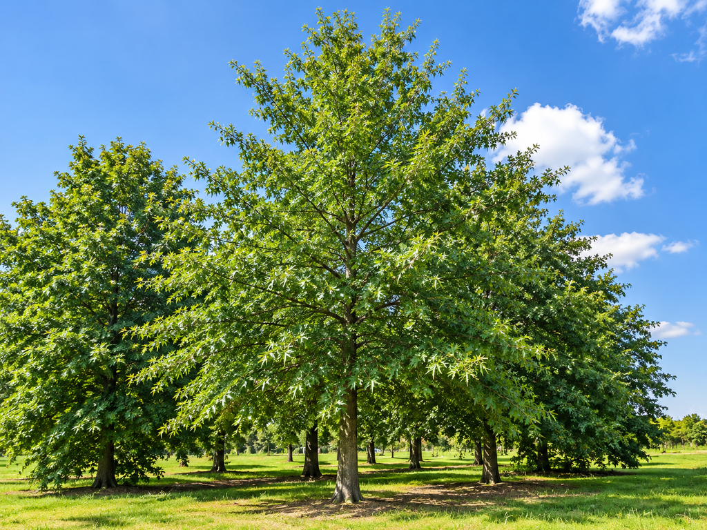 Quercus palustris