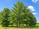 Quercus palustris