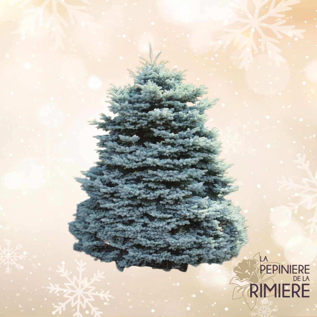 Sapin 'Lasiocarpa' coupé
