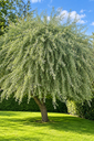 Pyrus salicifolia 'Pendula'