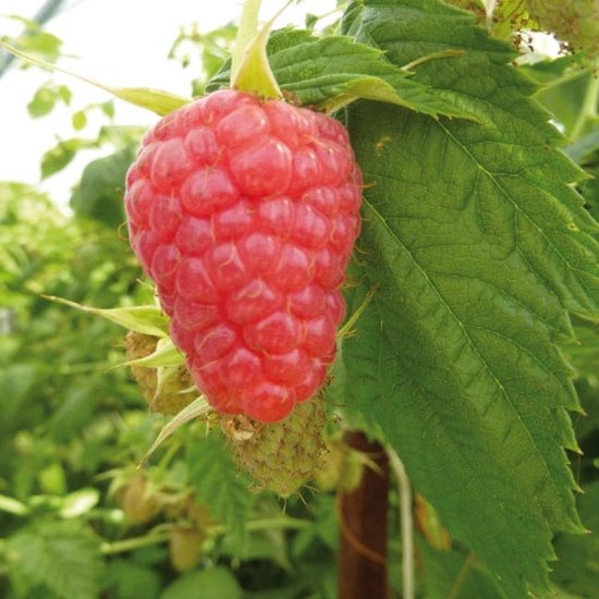 Rubus idaeus 'Tulameen'