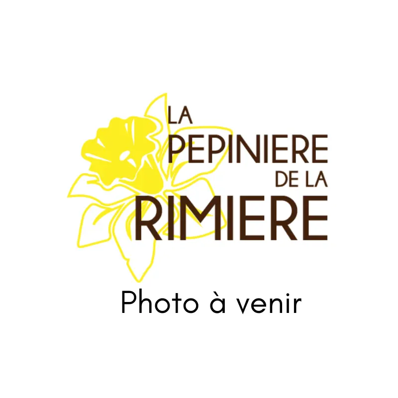 Vaccinium corymbosum 'Bluecrop'