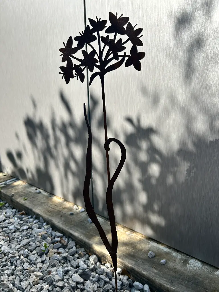 Oignon ornemental allium H66cm