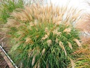 Miscanthus sinensis 'Adagio'