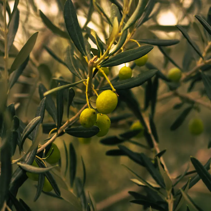 Olea europaea