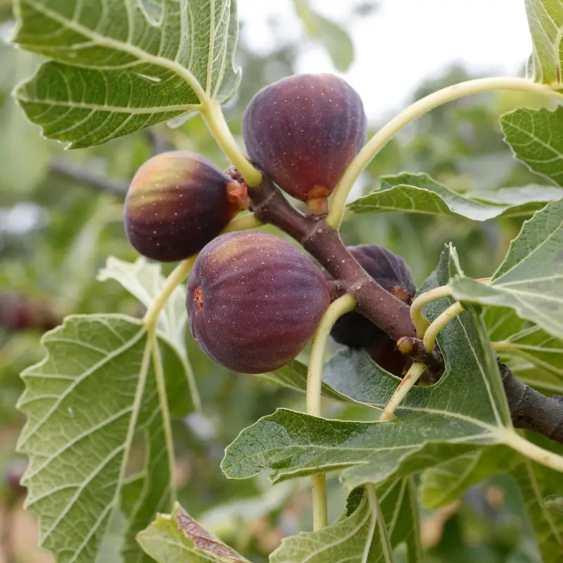 Ficus carica