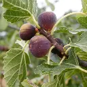 Ficus carica