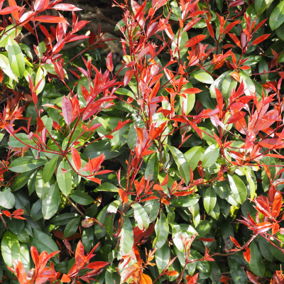 Photinia fraseri 'Red Robin' (80-100cm motte)