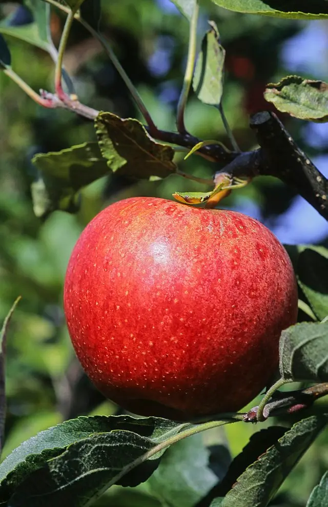 Malus domestica 'Gala' (buisson racines nues)
