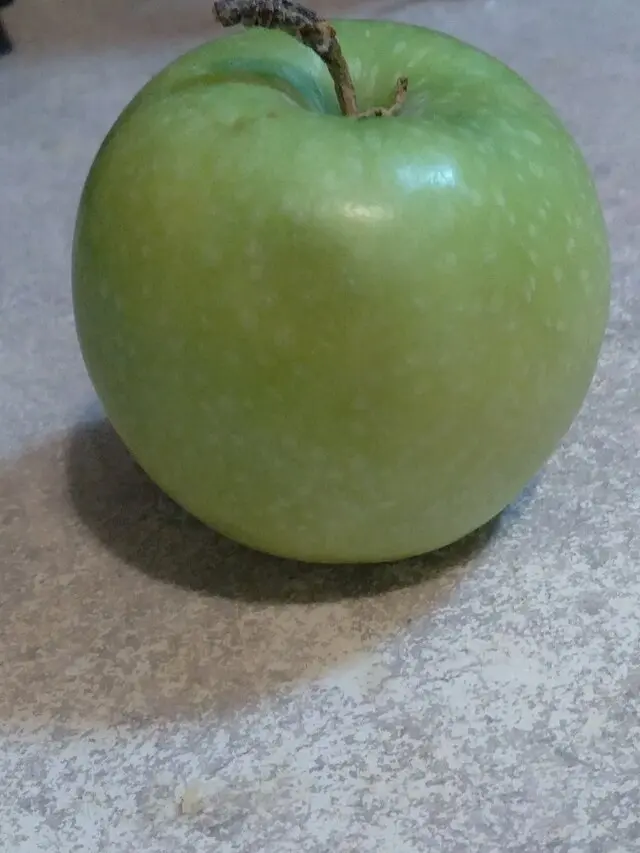 Malus domestica 'Granny Smith' (buisson racines nues)