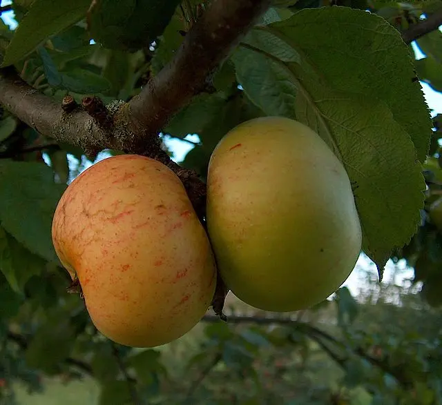 Malus domestica 'Jacques Lebel' (buisson racines nues)