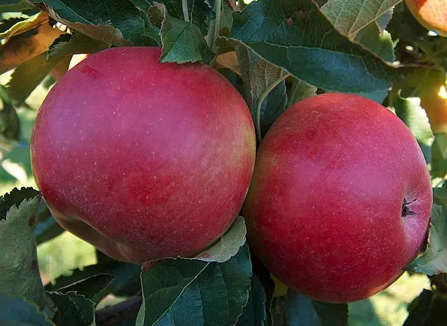 Malus domestica 'Idared' (buisson racines nues)