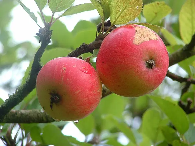 Malus domestica 'Discovery' (buisson racines nues)