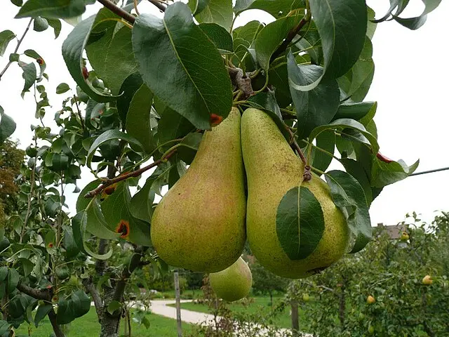 Pyrus communis 'Concorde'