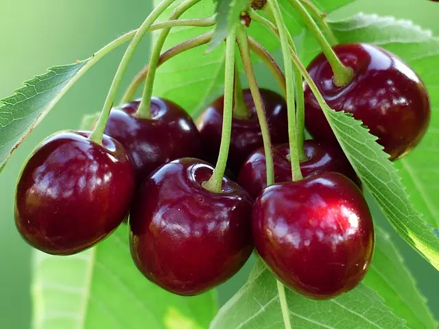 Prunus avium 'Kordia'