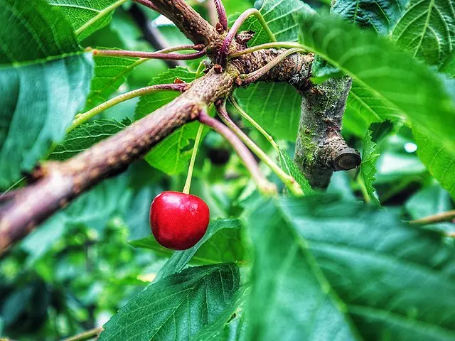 Prunus avium 'Regina' (demi-tige racines nues)