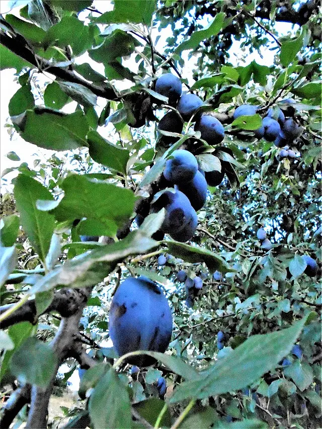 Prunus domestica 'Stanley' (buisson racines nues)