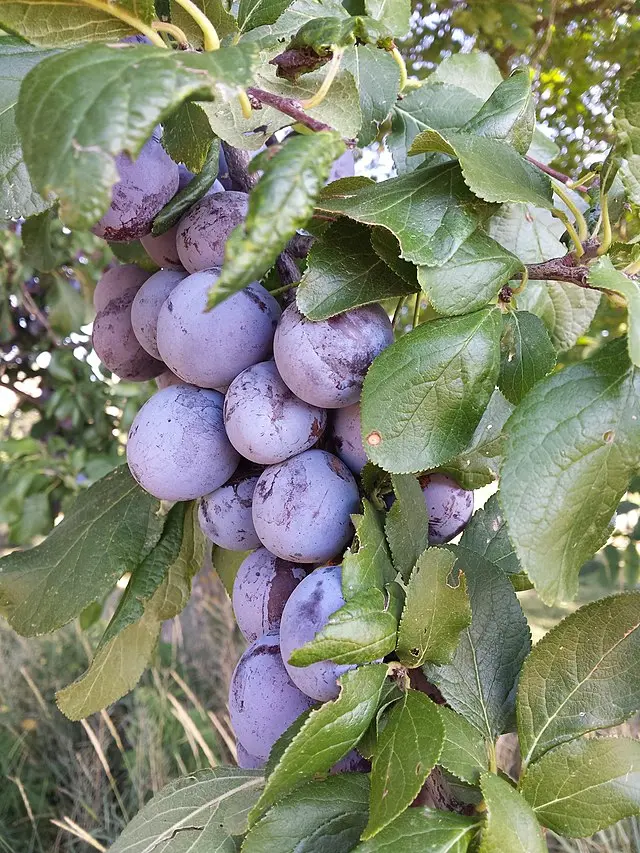 Prunus domestica 'President'