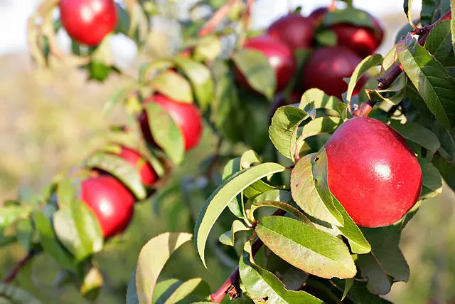 Prunus nucipersica 'Red Gold' (buisson racines nues)