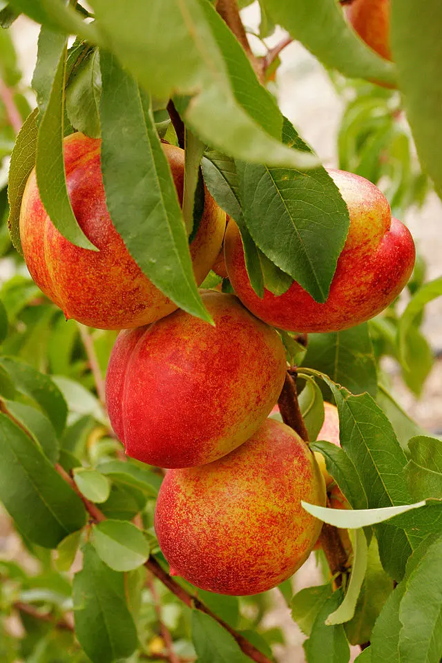 Prunus nucipersica 'Fantasia'
