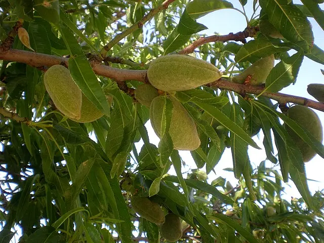 Prunus dulcis 'Robin' (buisson racines nues)