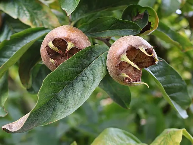 Mespilus germanica 'Nottingham'