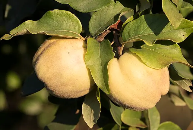 Cydonia oblonga 'Champion' (buisson racines nues)