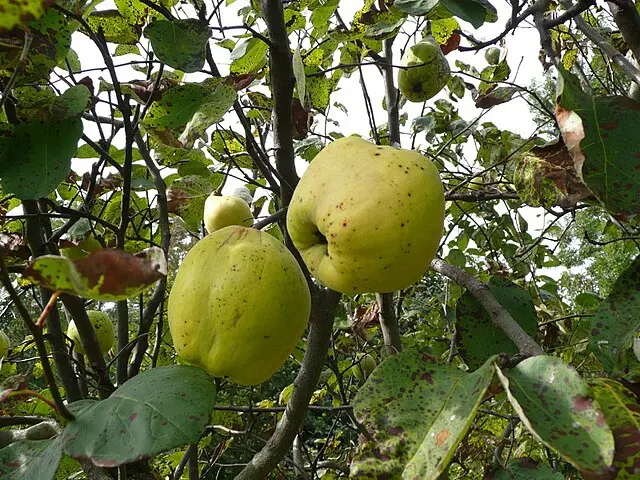 Cydonia oblonga 'Vranja' (demi-tige racines nues)