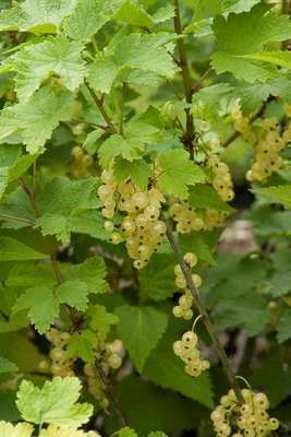 Ribes rubrum 'Witte Parel' (racines nues)