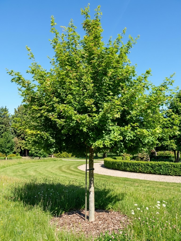 Acer campestre