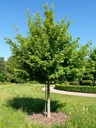 Acer campestre