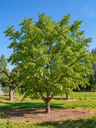 Juglans regia