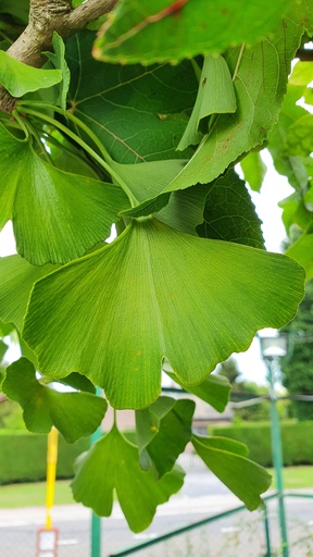Ginkgo biloba