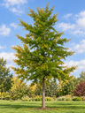 Ginkgo biloba