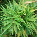 Fargesia 'Obelisk'