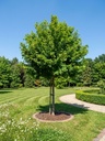 Acer campestre 'Elsrijk'