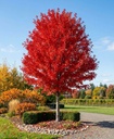Acer freemanii 'Autumn Blaze'