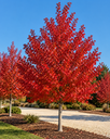 Acer freemanii 'Celzam'