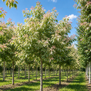 Acer negundo 'Flamingo'
