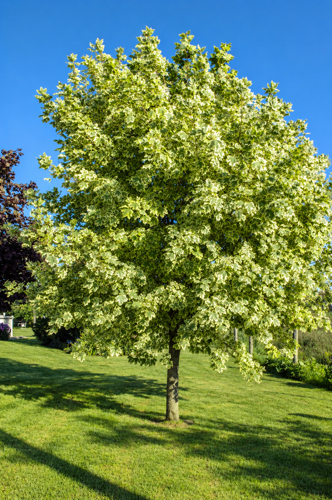 Acer platanoides 'Drummondii'