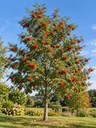 Sorbus aucuparia