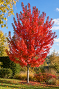 Acer rubrum 'Sun Valley'