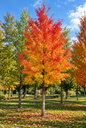 Acer saccharinum