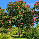 Aesculus carnea 'Briotti'