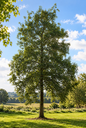 Alnus glutinosa