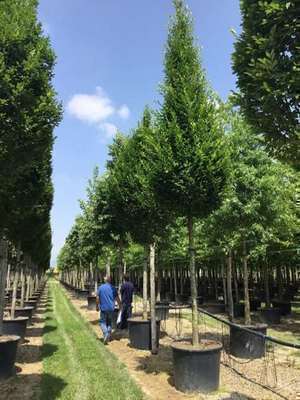 Carpinus betulus 'Fastigiata'