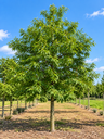 Castanea sativa