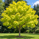 Catalpa bignonioides 'Aurea'